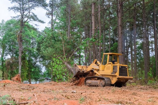 Cost of Forestry Clearing in Indianapolis