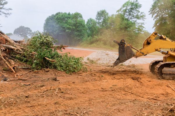 Cost of Forestry Mulching Service in Indianapolis