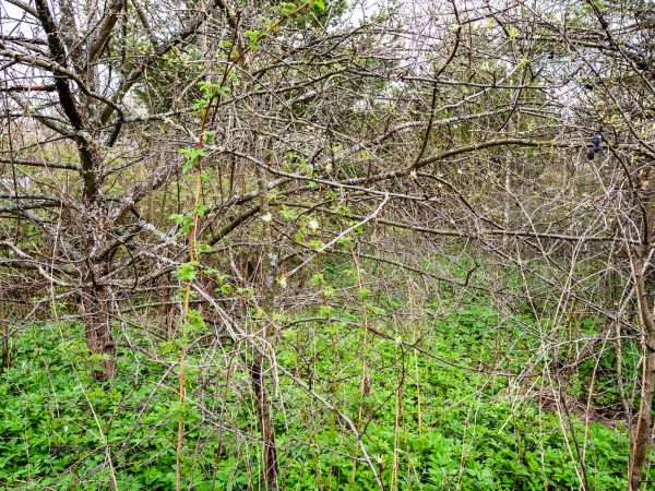 Cost of Underbrush Clearing in Indianapolis