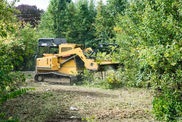 Cost of Pathway Clearing in Indianapolis