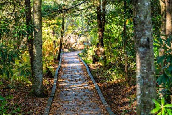 Cost of Trail Clearing in Indianapolis