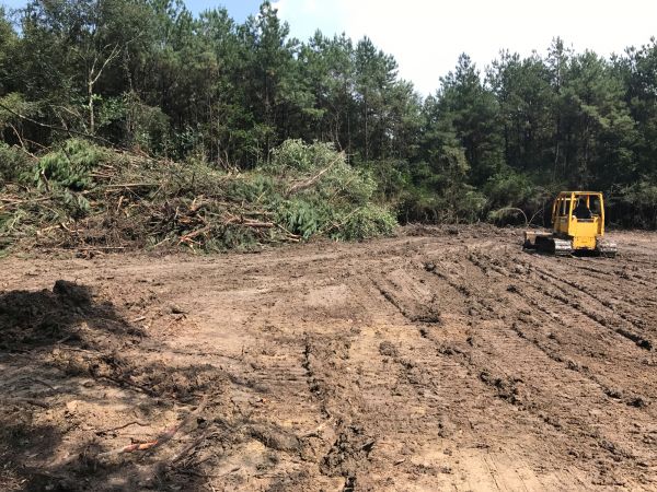 Cost of Thicket Clearing in Indianapolis